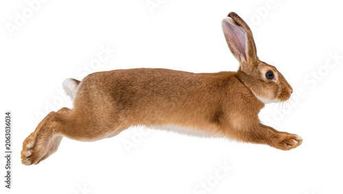 Brown rabbit in mid-air jump side view, white