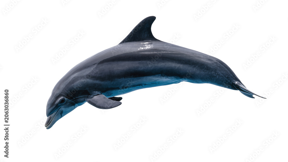 Obraz premium Dolphin swimming gracefully sleek dark blue body, white
