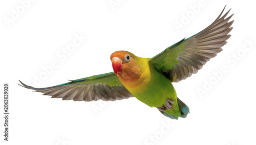 Φωτογραφία Fischer s lovebird flying with spread wings, green and yellow plumage