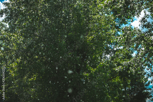 Obraz na plátne Poplar tree full of green foliage shedding its airborne cottonwood seeds, creati