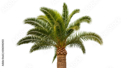 Photos Tall palm tree with green fronds and textured brown trunk