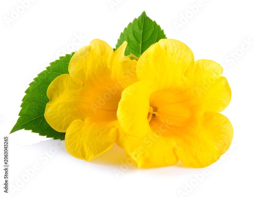 Bright Yellow Trumpet Flowers Resting with Green Leaves on White Background