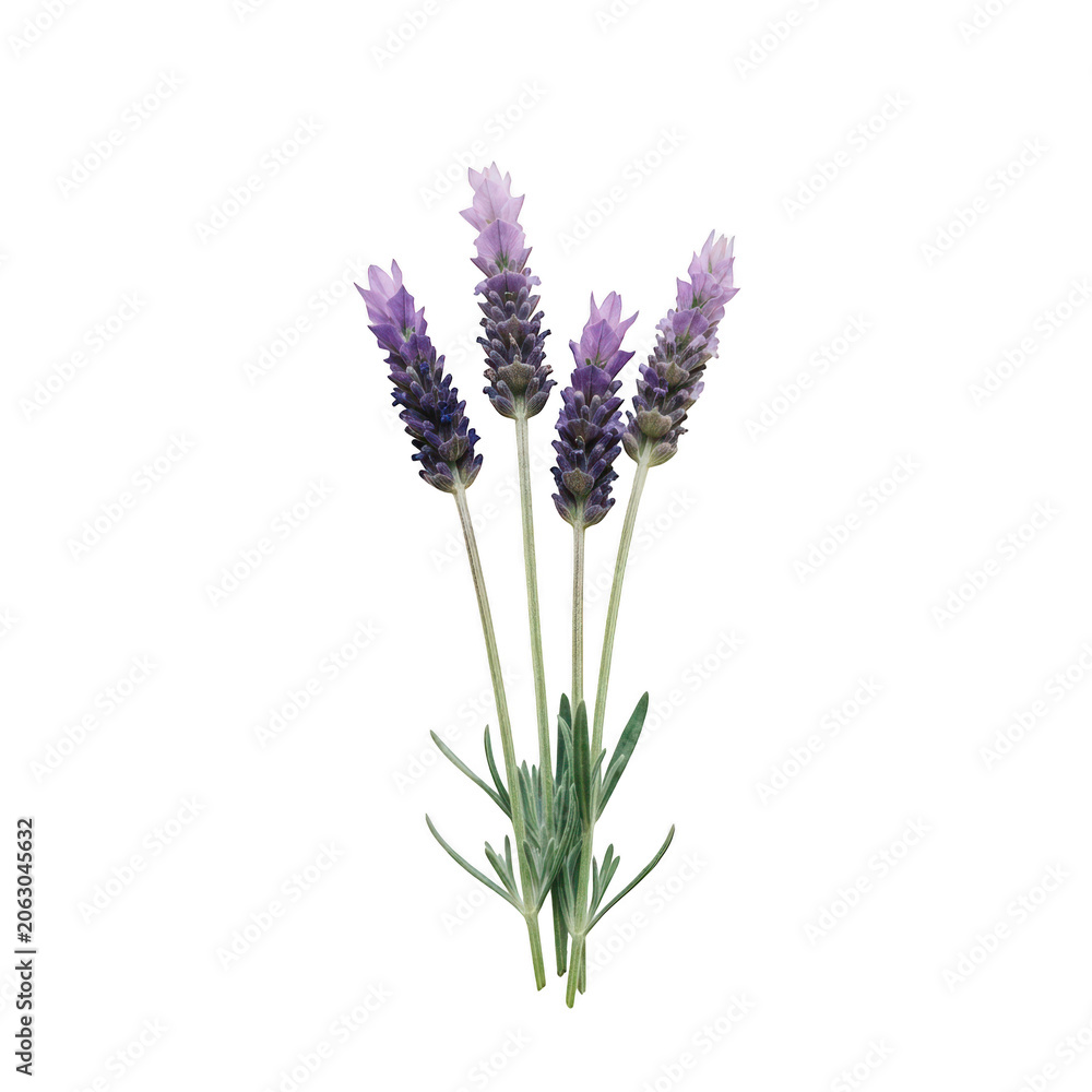 Obraz premium Fresh purple lavender sprigs bouquet isolated on transparent background