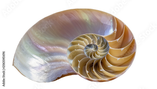 Foto Nautilus shell cross-section with iridescent interior and spiral chambers