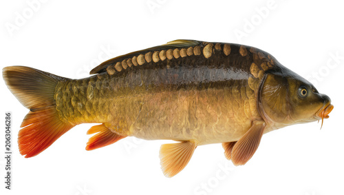 фотографія Common carp fish with orange fins and scales