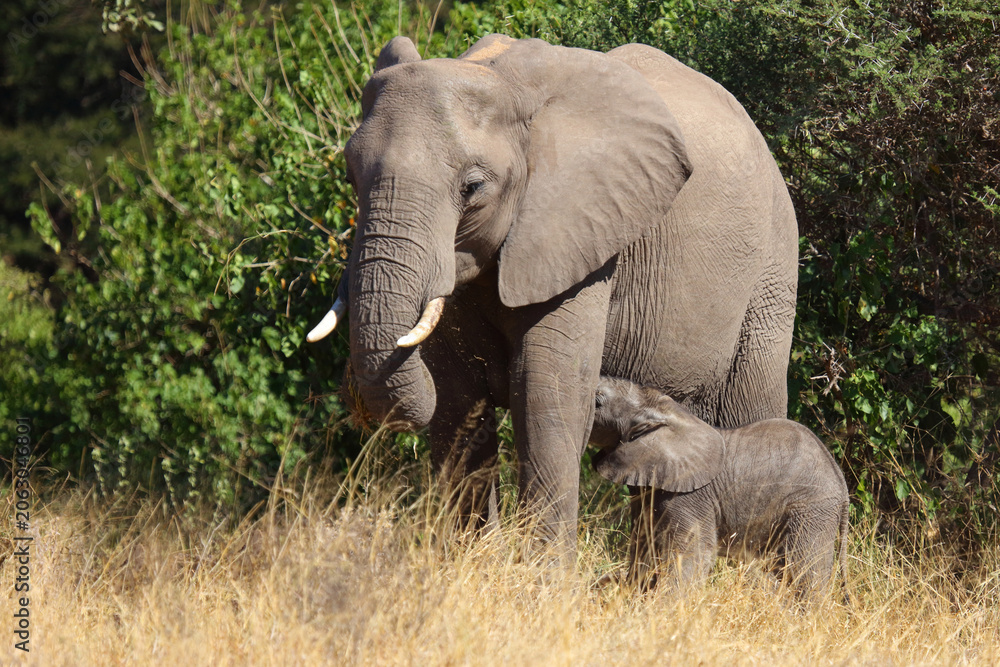 Fototapeta premium Afrikanischer Elefant / African elephant / Loxodonta africana