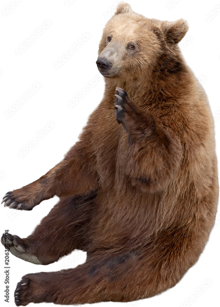 Fototapeta premium Brown bear isolated on transparent background. The bear is waving its paw. PNG