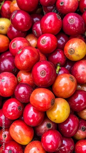A vibrant close-up of numerous red and yellow coffee cherries