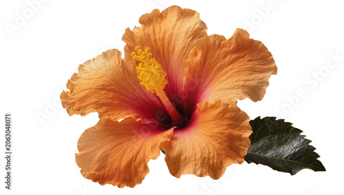Foto Orange hibiscus flower with yellow stamen and dark green leaf