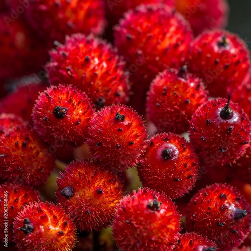 A vibrant close-up of numerous red fruits with spiky exteriors