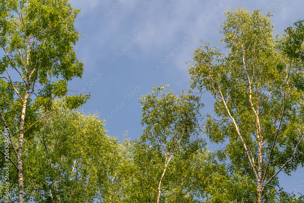 Fototapeta premium Birch tree canopy against clear blue sky