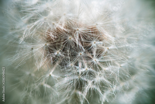 Foto Dandelion seed head showing delicate parachute like pappus carrying individual s