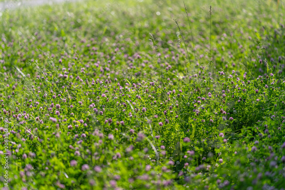 Naklejka premium Sunlit meadow with wildflowers and grasses