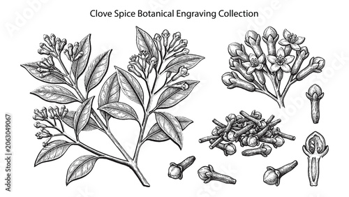 Cuadro en lienzo Vintage botanical engraving collection of clove spice