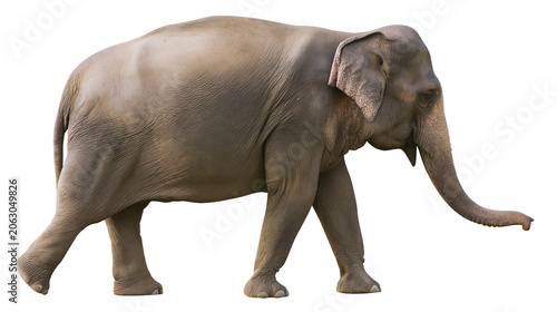 Photography Asian elephant walking profile view grey skin wrinkled texture