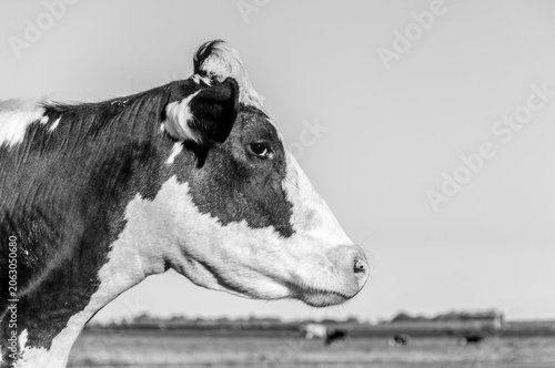 Black and White Portrait of an Argentine Holando Dairy Cow (Holstein Friesian) in Rural Pasture