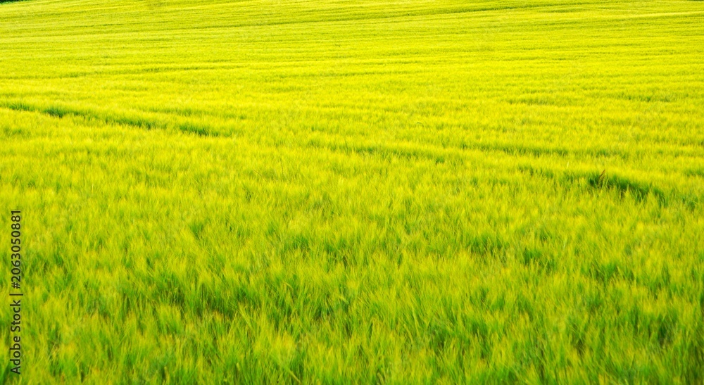 Obraz premium Golden barley field in a natural agricultural environment