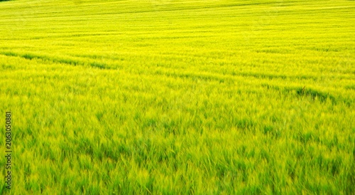 Fotografie Golden barley field in a natural agricultural environment