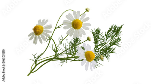 Chamomile flowers and green leaves on white