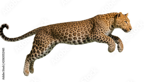 Vászonkép Leopard mid-air jump with spotted fur and long tail