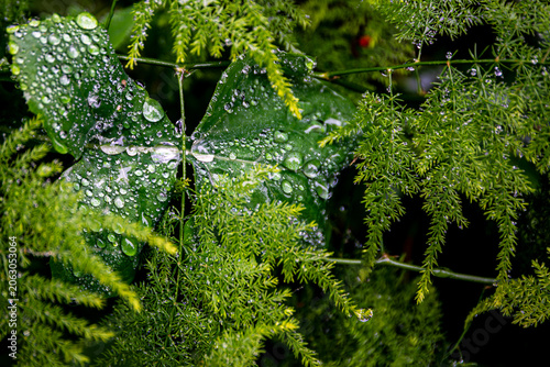 Green Leaf Covered with Dew Drops Surrounded by Lush Foliage