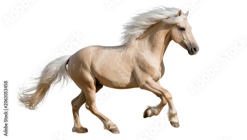 Foto Palomino horse with flowing mane and tail running