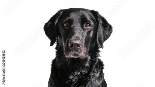 Obraz na plátně Black Labrador Retriever dog head portrait
