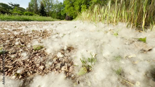 Thick white poplar seeds blanket the ground. The cottony fluff accumulates along a dirt path next to tall green grass. The sunny outdoor scene has a peaceful and quiet feel.