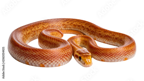 Fotografia Orange corn snake coiled with detailed scales and yellow eyes