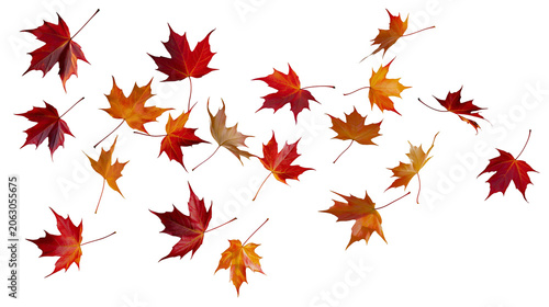Obraz na plátně Scattered red and orange maple leaves in autumn