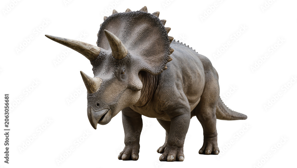 Fototapeta premium Triceratops dinosaur with three horns and frill
