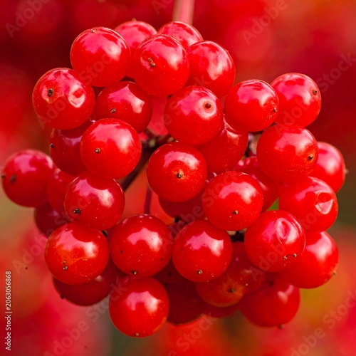 A vibrant cluster of bright red, shiny berries against a blurred colorful background