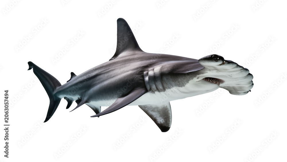 Fototapeta premium Hammerhead shark swimming, detailed view of head and body