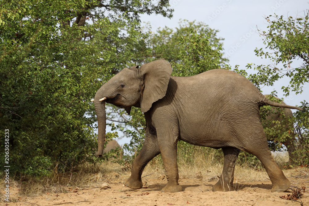 Fototapeta premium Afrikanischer Elefant / African elephant / Loxodonta africana
