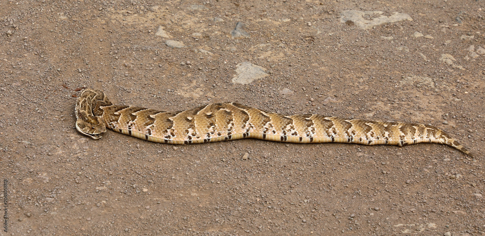 Fototapeta premium Puffotter / Puff adder / Bitis arietans arietans
