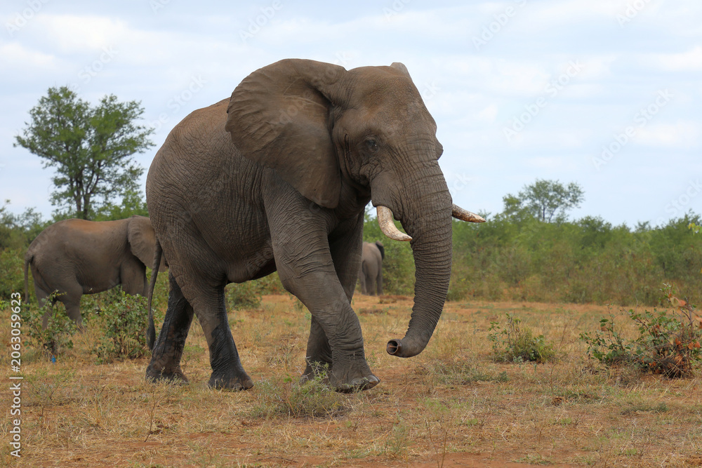 Fototapeta premium Afrikanischer Elefant / African elephant / Loxodonta africana