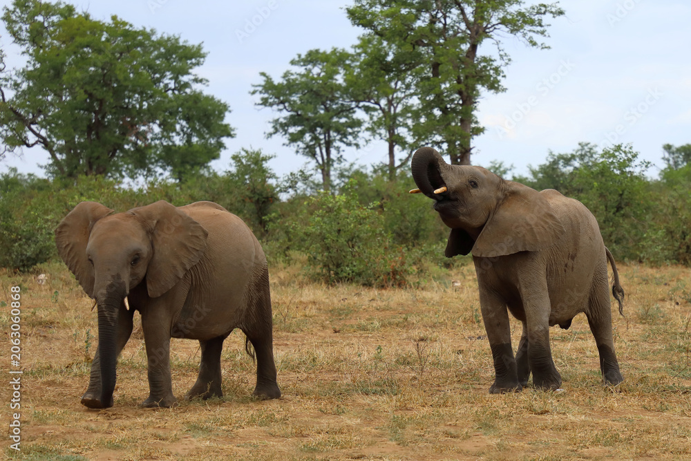 Fototapeta premium Afrikanischer Elefant / African elephant / Loxodonta africana