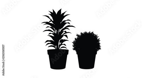 Bild auf Leinwand Two potted plants in containers a tropical bromeliad and a rounded shrub black s