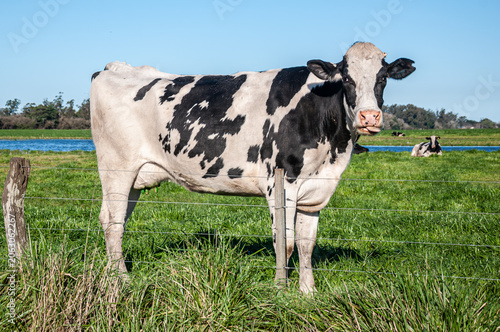 Argentine Holando Dairy Cow (Holstein Friesian) Grazing in a Green Pasture