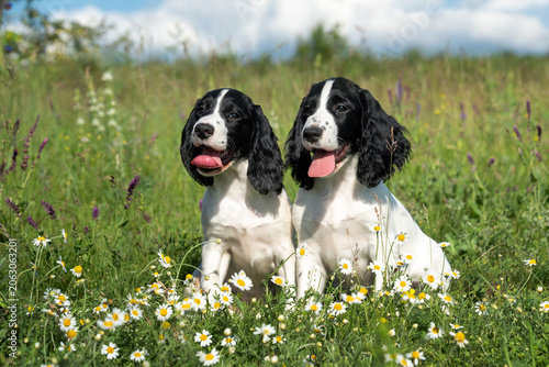 Two cute cheerful white long-eared puppies of the hunting spaniel breed sit on a meadow among spring flowers. Walking with dogs in the spring on a flowering meadow.