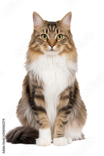 Foto Majestic long-haired tabby cat sitting elegantly with a fluffy white chest