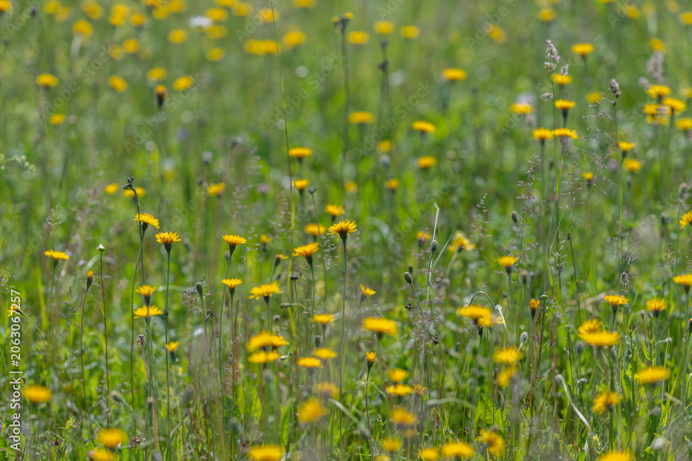 Fototapeta premium Field of yellow wildflowers in summer meadow