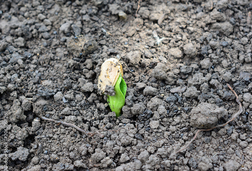 фотографія Young plant sprouting from pumpkin seed in soil in garden