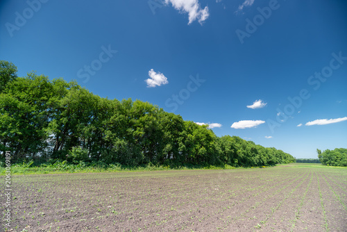 Fotografie Green hedge and tilled field under bright blue sky