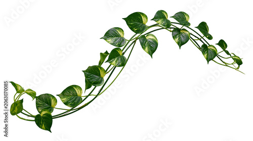 Tableau sur toile Green Epipremnum Aureum vine with heart-shaped leaves
