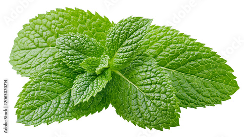 Obraz na płótnie Fresh green mint leaves with serrated edges