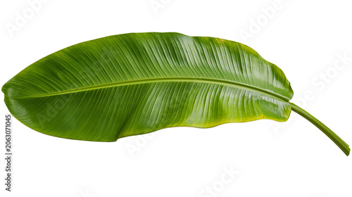 Fényképezés Large green banana leaf with prominent veins and yellowing edges