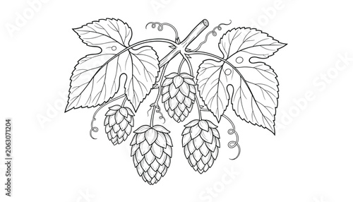 Obraz na plátně Hand-drawn botanical sketch illustrates hop cones hanging from a vine with detailed leaves and spiraling tendrils