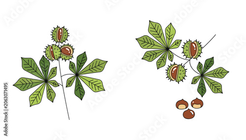 Φωτογραφία Botanical illustration shows chestnut tree branches with spiky green husks, brown nuts, and large fan-shaped leaves