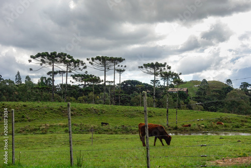 Araucaria forests in south of Brazil, Rio Grande do Sul state. rural landscape